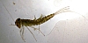 mayfly_larvae_small_minnow_mayfly larvae_cloeon_sp.jpg